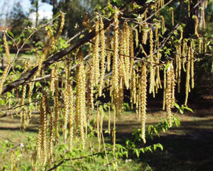 Eastern Hophornbeam with long bracts on branches